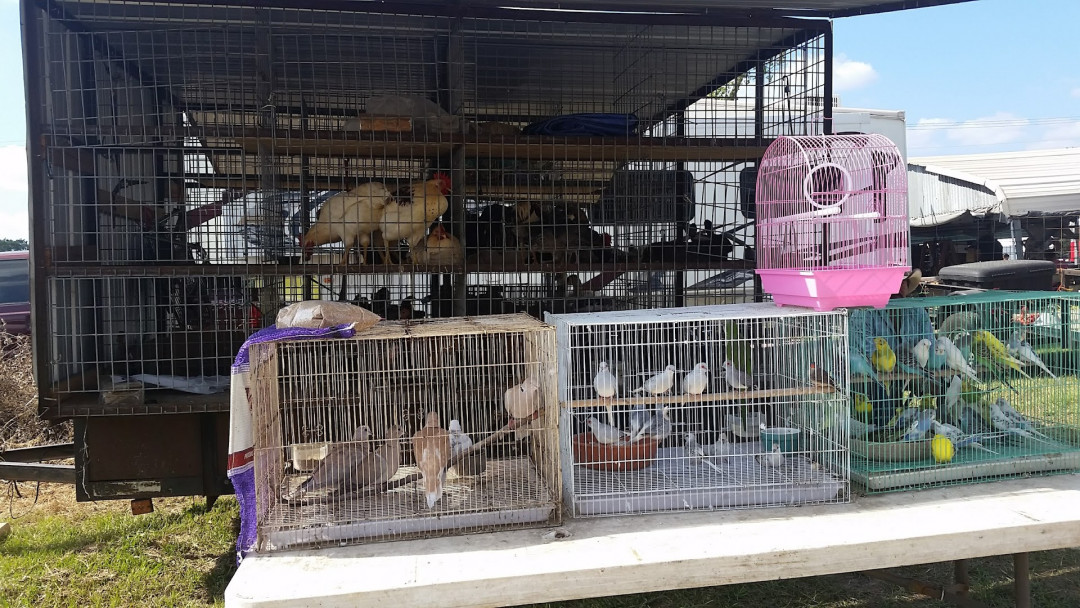 Flea Market of Jewett
