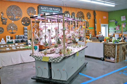 Alice's Air Plants & Savor the Flavor