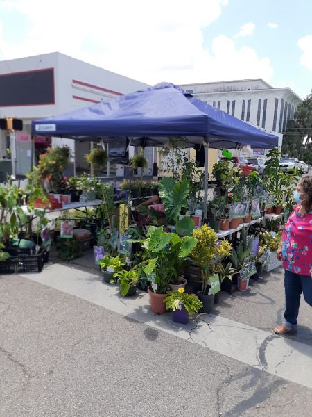 Jackson Street Market Days